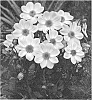 Dahlia%20hybrida%20%27Dahlgr152%27