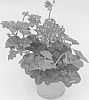 Pelargonium%20peltatum%20%27KLEPP16390%27