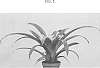 Guzmania%20hybrid%20%27DURAMIA%27