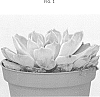 Echeveria%20hybrid%20%27TSAECH1709%27