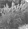 Miscanthus%20sinensis%20%27Fire%20Dragon%27