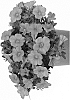 Calibrachoa%20X%20hybrida%20%27Docalalkopi%27