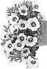 Calibrachoa%20X%20hybrida%20%27Docablaq%27