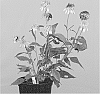 Echinacea%20purpurea%20%27Drop352%27