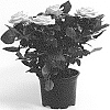 Rosa%20hybrida%20%27QIR%201623%27
