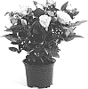 Rosa%20hybrida%20%27QIR%201621%27
