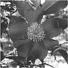 Camellia%20sasanqua%20%27Green%2008-052%27