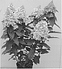 Hydrangea%20paniculata%20%27HP217904%27