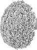 Chrysanthemum%20X%20morifolium%20%27G19OTI06PI%27