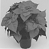 Euphorbia%20pulcherrima%20Willd.%20%27Q101%27