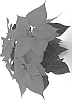 Euphorbia%20pulcherrima%20Willd.%20%27BKPONRR%27