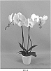 Phalaenopsis%20hybrid%20%27PHALFUBNE%27
