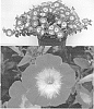 Petunia%20x%20hybrida%20%27Surf%20Gonitomi%27