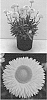Xerochrysum%20bracteatum%20%27Bonxero%20148%27