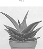 Haworthia%20pentagona%20%27AMIHAW1801%27