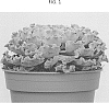 Echeveria%20shaviana%20%27OVPEARLS04%27
