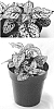 Hypoestes%20phyllostachya%20%27G14161%27