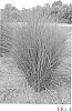 Miscanthus%20sinensis%20%27M77%27