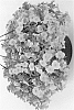 Calibrachoa%20sp.%20%27Duealnagogi%27