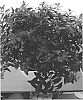 Cuphea%20hyssopifolia%20%27Wescuflodia%27