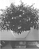 Cuphea%20hyssopifolia%20%27Wescuflomig%27