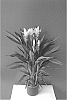 Curcuma%20alismatifolia%20%27Curhalawi%27