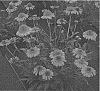 Echinacea%20spp.%20%27TNECHPC%27