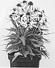 Echinacea%20purpurea%20%27ECH391%27