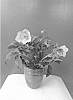 Helleborus%20niger%20X%20Helleborus%20x%20hybridus%20%27COSEH%203130%27
