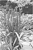Liriope%20muscari%20%27Fan%20Dancer%27