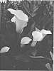 Zantedeschia%20sprengeri%20%27Brasilia%27