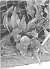 Zantedeschia%20sprengeri%20%27Bloody%20Mary%27
