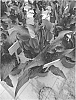 Zantedeschia%20sprengeri%20%27Toronto%27