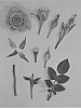 Rosa%20hybrida%20%27KORaroma07%27