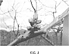 Prunus%20avium%20%27Carneval%27
