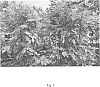 Broussonetia%20L%27H%C3%83%C2%A9r.%20ex%20Vent.%20%27Jinhudie%27