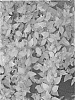 Abelia%20grandiflora%20%27MINACARA1%27