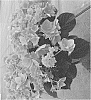 Hydrangea%20macrophylla%20%27H217904%27