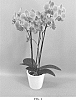Phalaenopsis%20hybrid%20%27PHALGEXPA%27