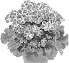 Pelargonium%20grandiflorum%20%27Regpinker%27