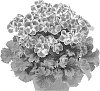 Pelargonium%20grandiflorum%20%27Regpinker%27
