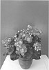 Begonia%20x%20hiemalis%20%27KRILORW01%27
