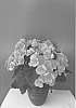 Begonia%20x%20hiemalis%20%27KRHAIPE01%27