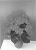 Begonia%20x%20hiemalis%20%27KRBEVCH01%27