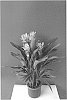 Curcuma%20alismatifolia%20%27Curgero%27