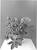 Helleborus%20niger%20X%20Helleborus%20x%20hybridus%20%27COSEH%203140%27
