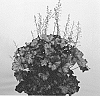 Heuchera%20hybrid%20X%20Heuchera%20villosa%20%27Rex%20Purple%27