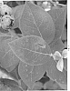 Vaccinium%20corymbosum%20%27BB06-50FL-1%27