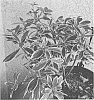 Ternstroemia%20gymnanthera%20%27BROODY%27
