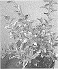 Ilex%20hybrida%20%27MAGDEN%27
